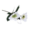 Christrose m. 2 Blüten& 1 Knospe, weiß, 34cm