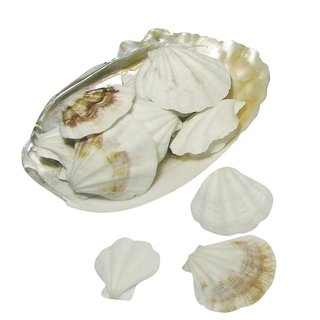 Shell-Muscheln, in Perlmuttschale